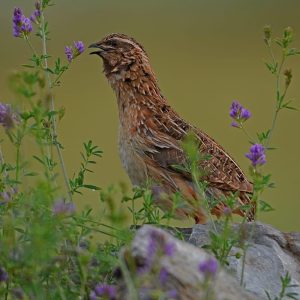 El proyecto Coturnix en trofeo caza y conservación