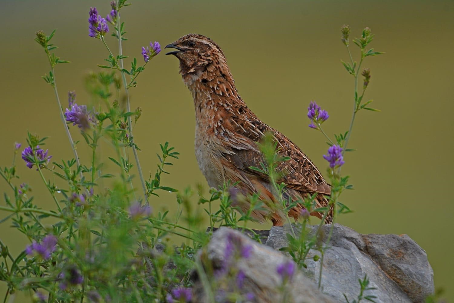 El proyecto Coturnix en trofeo caza y conservación