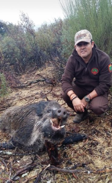 Jabali en trofeo caza y conservación