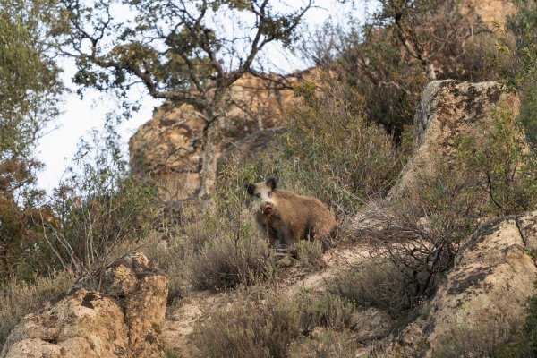 Los aguardos del jabali en trofeo caza y conservación