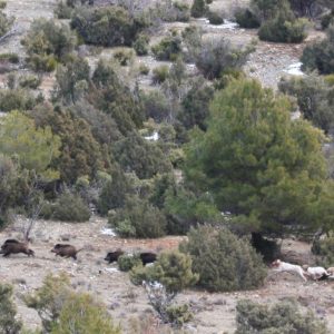Monteando en Trofeo caza