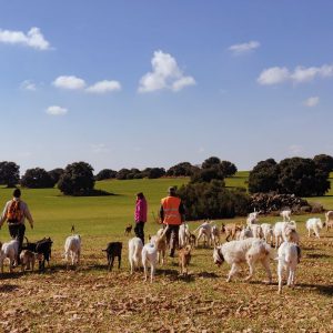 Monterias en trofeo caza y conservación