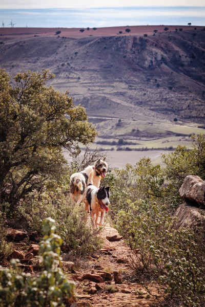 Perros de monterias en trofeo caza y conservación