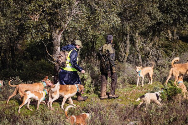 Rehalas en monterias en trofeo caza y conservación