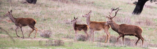 Ronca de ciervo y gamo en trofeo caza y conservación