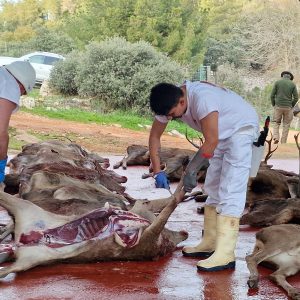 Sanidad aprueba un nuevo decreto para reforzar el control sanitario de las piezas de caza