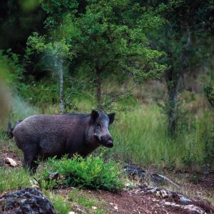 Tema del mes diciembre en trofeo caza y conservación