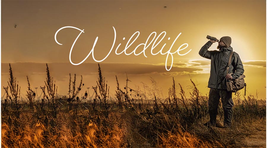 Wildlife de Pulsar en Trofeo caza y conservación