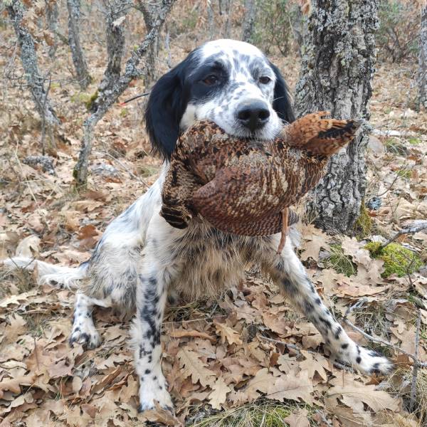 campo y becadas en trofeo caza y conservación