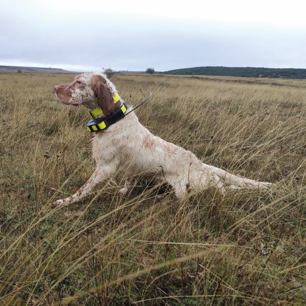 caza con perros en trofeo caza y conservación