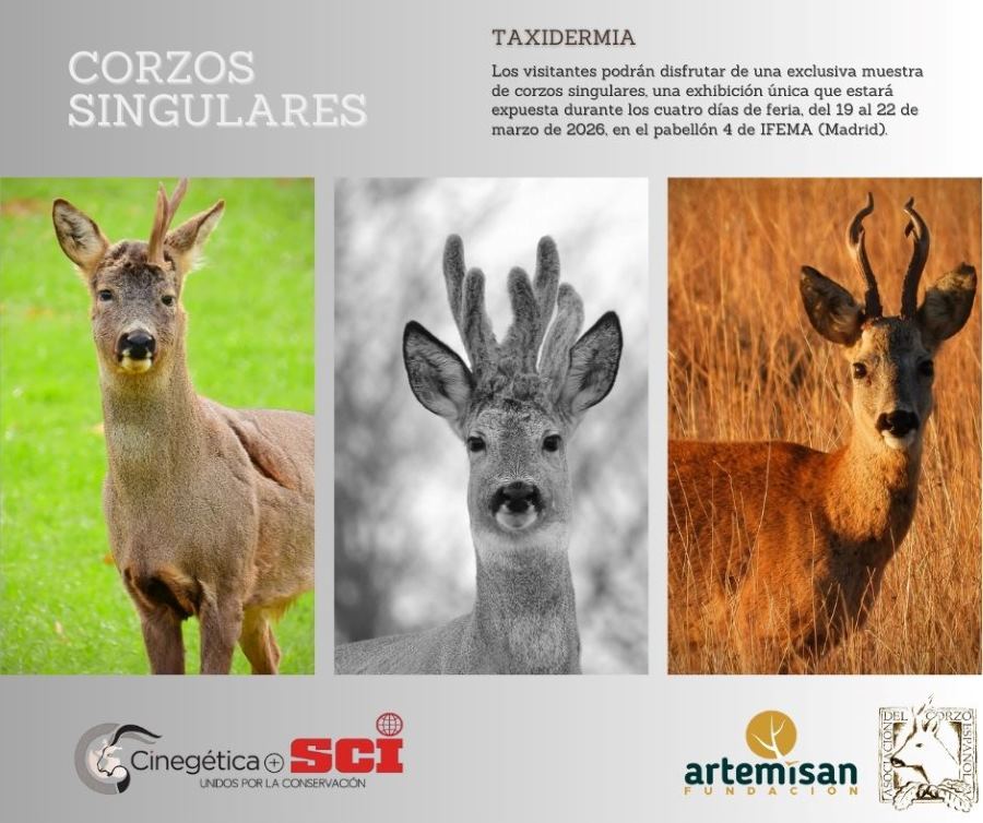 corzos singulares en IFEMA y en trofeo caza y conservación