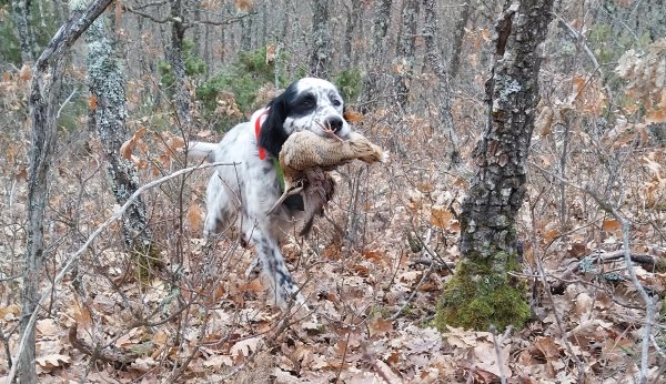 perro con becada en trofeo caza y conservación