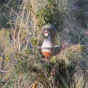 El perdigón a flora de piel en trofeo caza y conservación