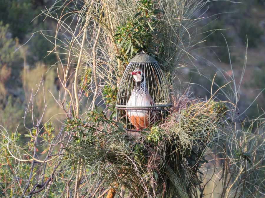 El perdigón a flora de piel en trofeo caza y conservación