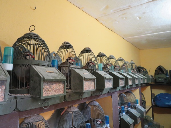 El reclamo de perdiz selecto en trofeo caza y conservación