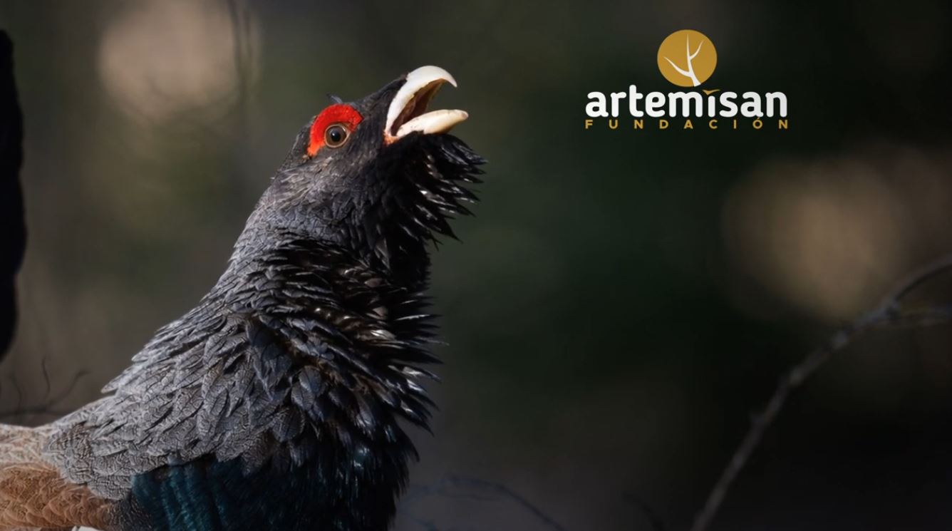 Fundacion artemisan en trofeo caza y conservación