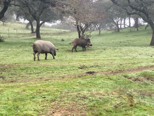 Jabali en troefo caza y conservación