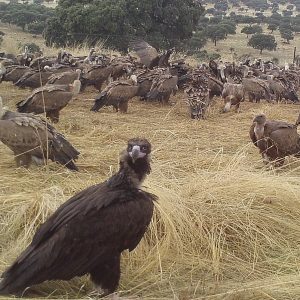 La alianza entre cazadores y buitres en trofeo caza y conservación