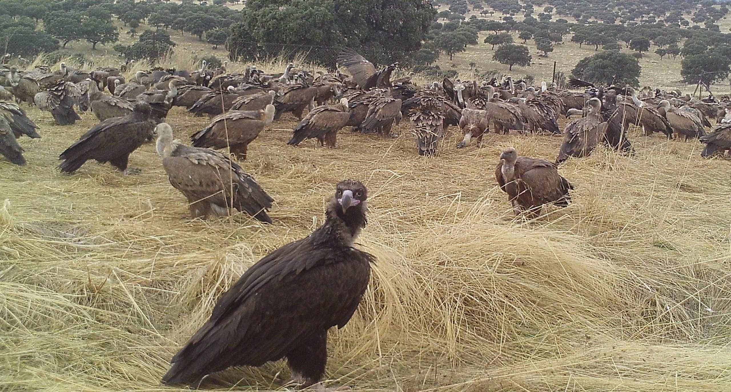 La alianza entre cazadores y buitres en trofeo caza y conservación