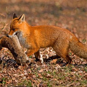 Control de Predadores en Andalucía en trofeo caza y conservación