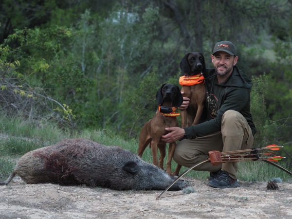 Perros de caza con arco en trofeo caza y conservación
