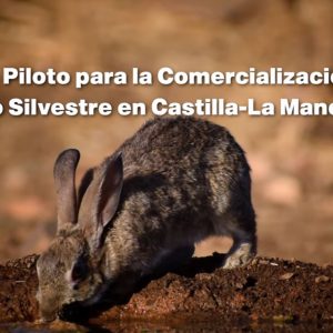 Proyecto para la comercializacion del conejo en trofeo caza y conservación