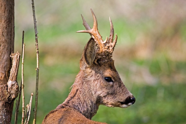 Subespecies de corzos en trofeo caza y conservación