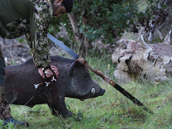 entrenamiento de caza con arco en trofeo caza y conservación