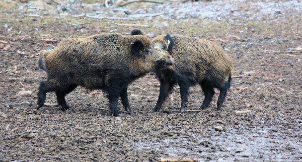 jabalies en trofeo caza y conservación