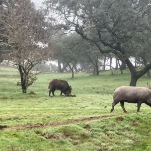 peste porcina en trofeo caza y conservación
