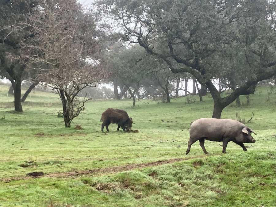 peste porcina en trofeo caza y conservación