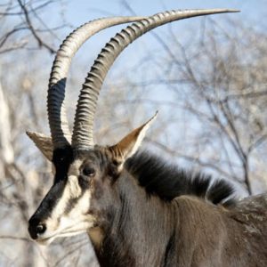 Blaser Safaris con Trofeo caza y conservación