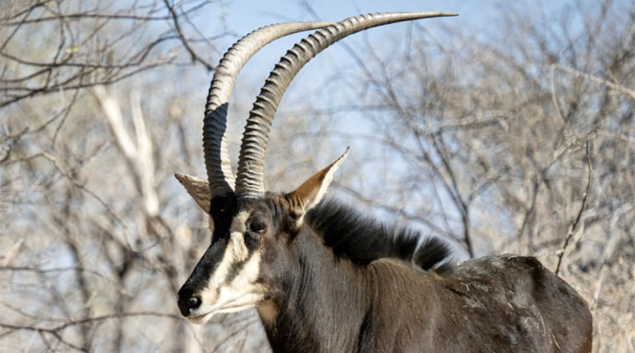 Blaser Safaris con Trofeo caza y conservación