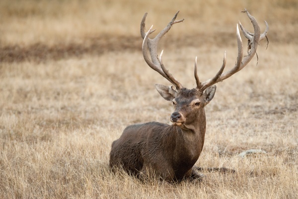 El ciervo en la peninsula iberica en trofeo caza y conservación