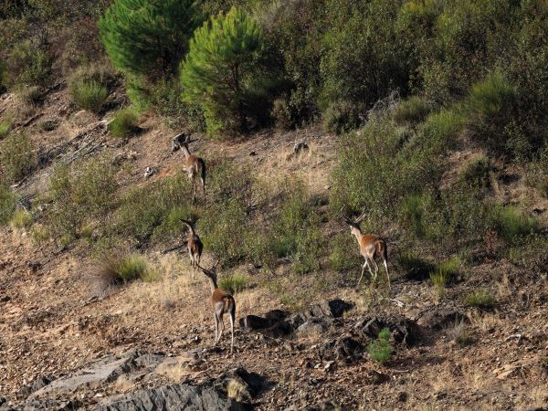 El ciervo iberico en trofeo caza y conservación