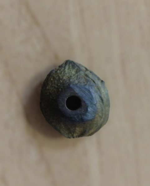 FOTO RECLAMO HUESO en trofeo caza y conservación