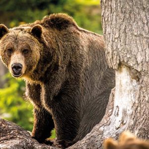 Los osos grizzly en trofeo caza y conservación