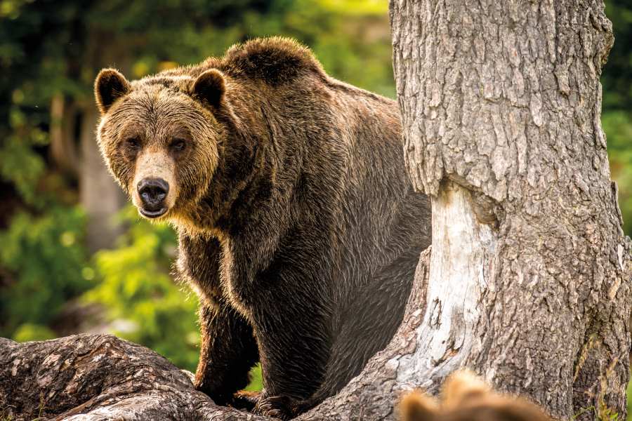 Los osos grizzly en trofeo caza y conservación