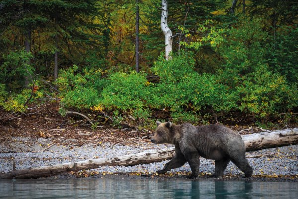 Los osos siberianos en trofeo caza y conservación
