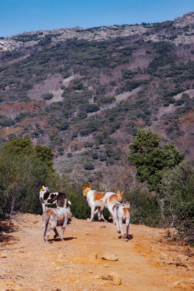 Perros de caza en trofeo caza y conservación