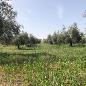 estudio cientifico en trofeo caza y conservación