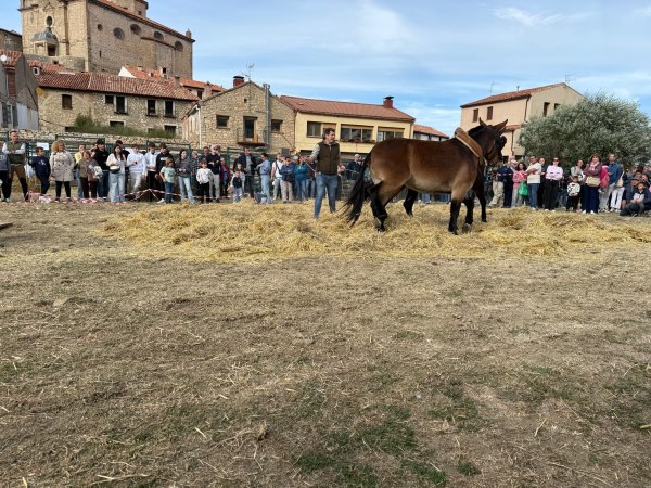 mulas en trofeo caza y conservación