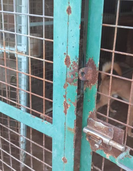 Asaltan las perreras de una sociedad de cazadores de Andalucía en Trofeo caza
