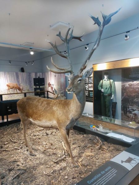 venado M. Universales en trofeo caza y conservación
