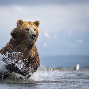 Osos de Kamchatka en Trofeo Caza y conservación