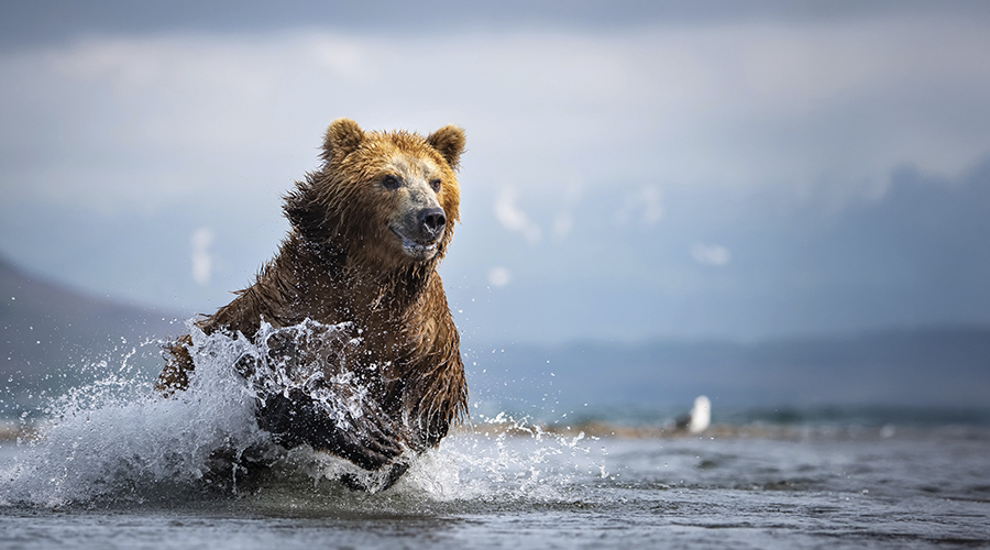 Osos de Kamchatka en Trofeo Caza y conservación