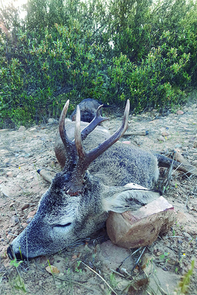 Corzo en Trofeo caza y conservación