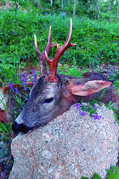 corzo en Trofeo caza y conservación