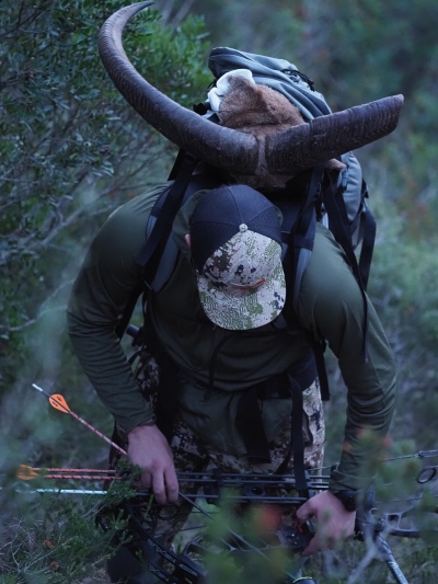 Arruis con arco en trofeo caza y conservación