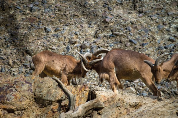 Arruiss en trofeo caza y conservación